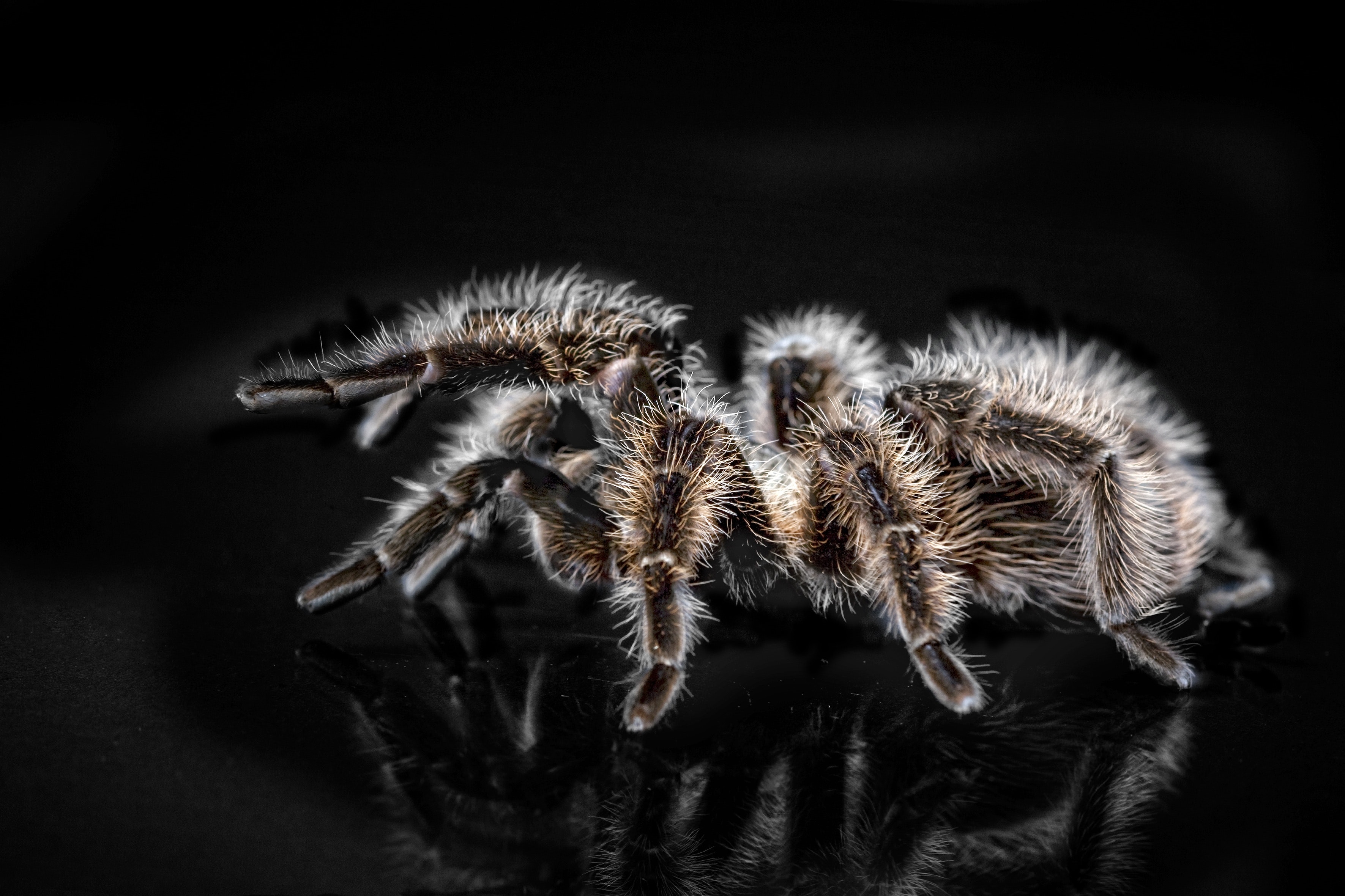 Black-Brown Tarantula