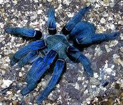 Blue Cobalt Tarantula