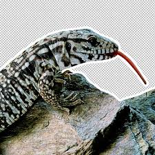 Argentine Tegu