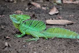 Green Basilisk Lizard