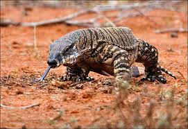 Monitor Lizard