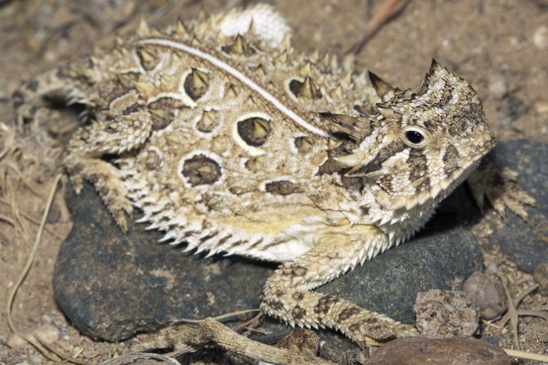 Texas Horned Lizard